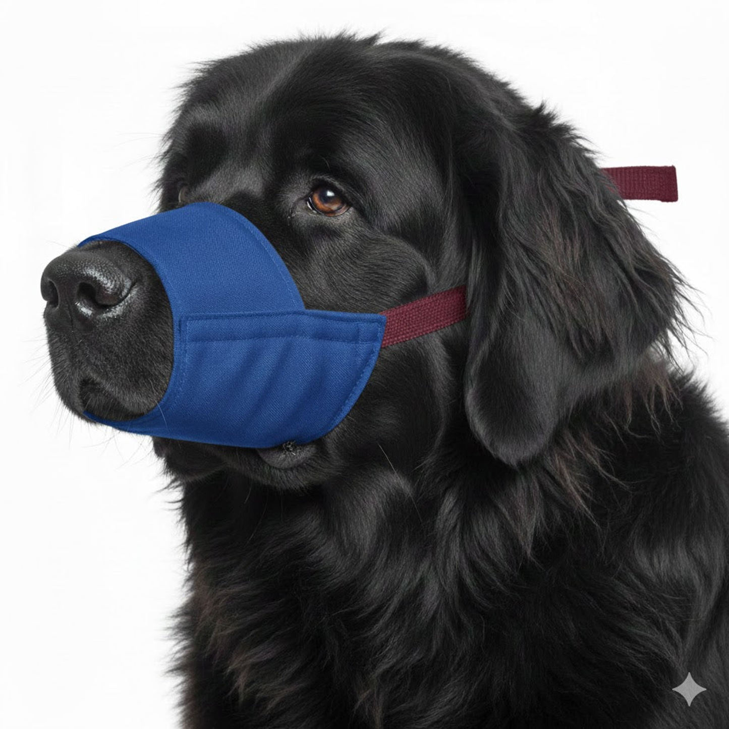 Color-Coded Strap Quick Muzzle for Dogs, 5XL, Blue