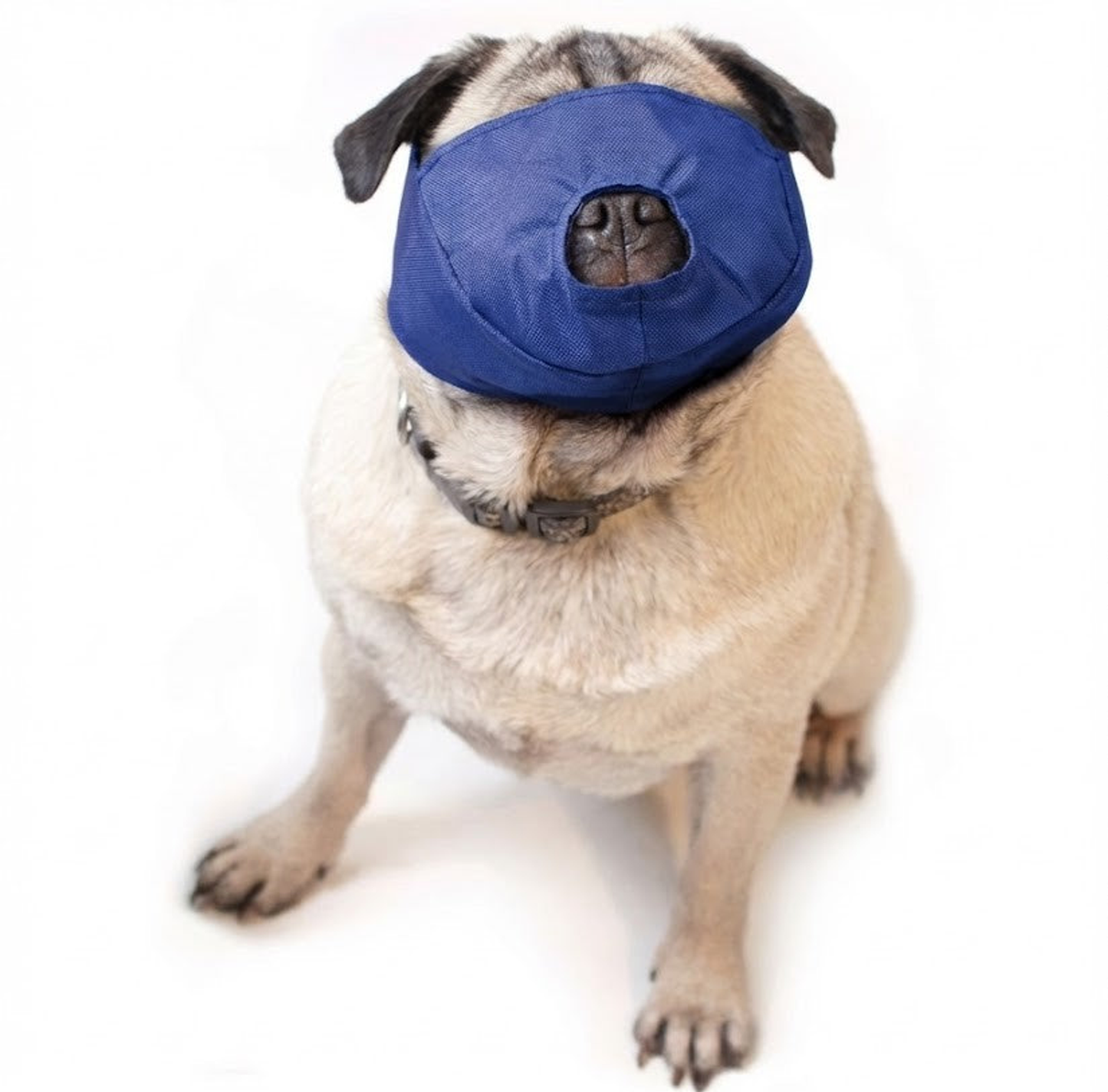 The Brachycephalic Quick Muzzle - Pug Snout, Small, Blue