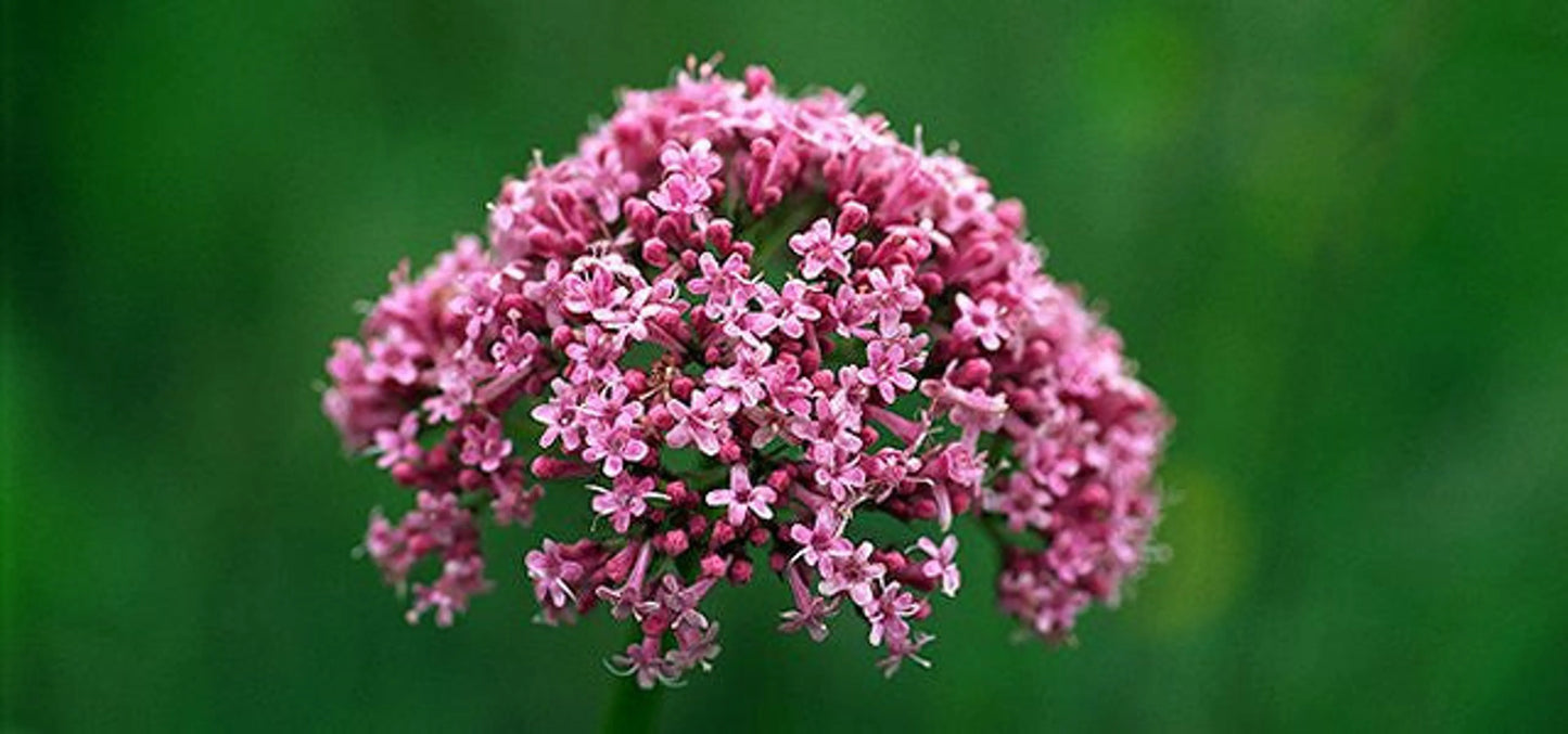 Soothed & Serene - All Systems Anxiety, Calming & Stress, DOG, 500 mg