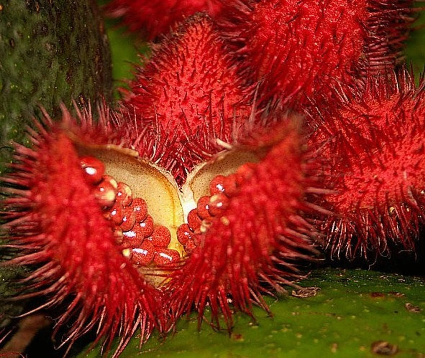 Organic Pet Systems Cat Probiotic – Digestive & Urinary Support, 150 Caps