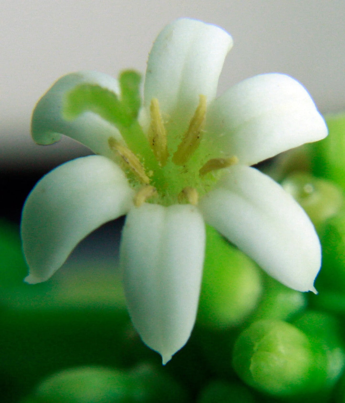 I Cellebrate Life Max - Antioxidant Cellular Boost, CAT, 250 mg 150 cap