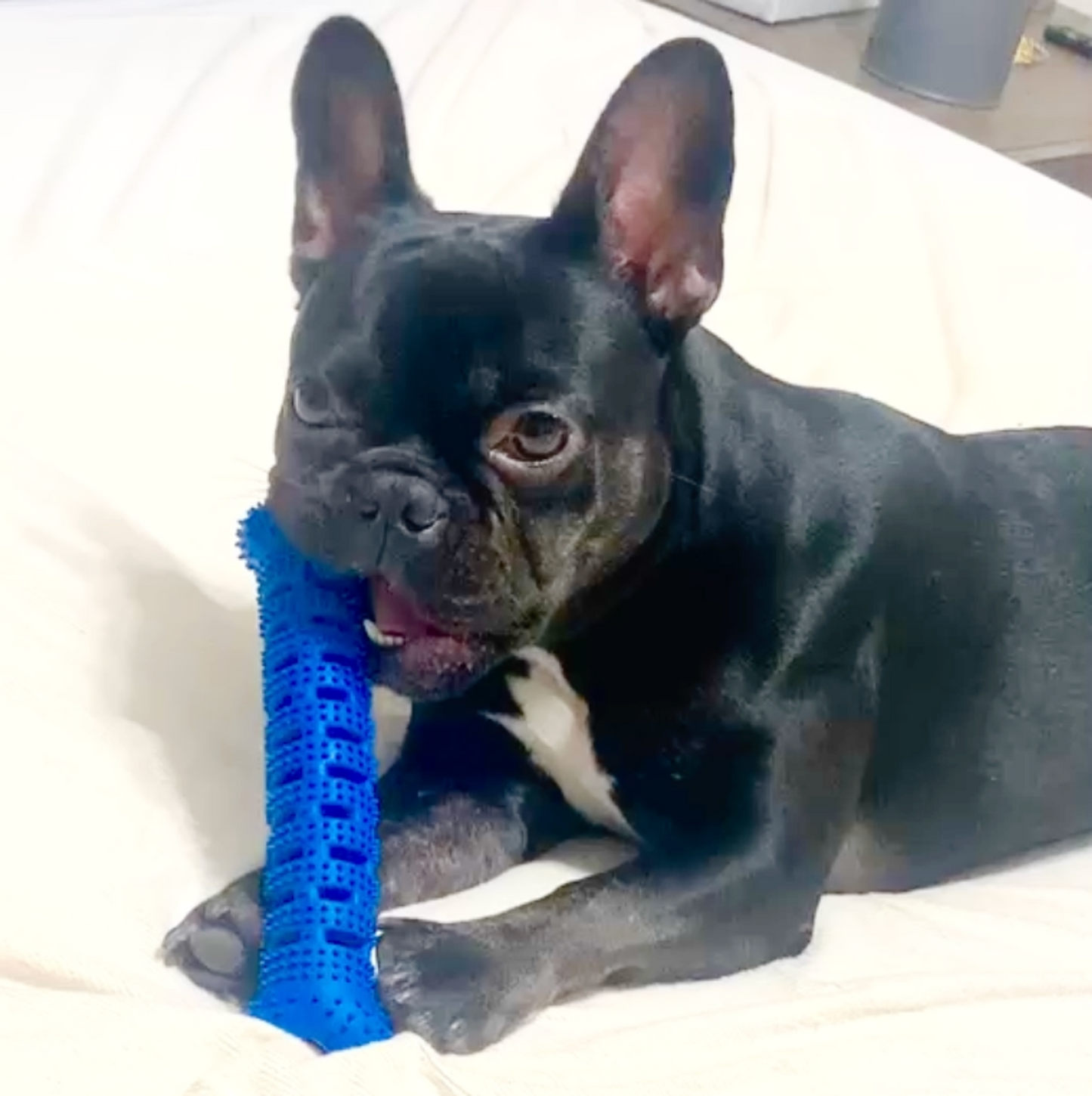 Natural Rubber Bone Toothbrush Toy, Medium/Large Dogs, Blue