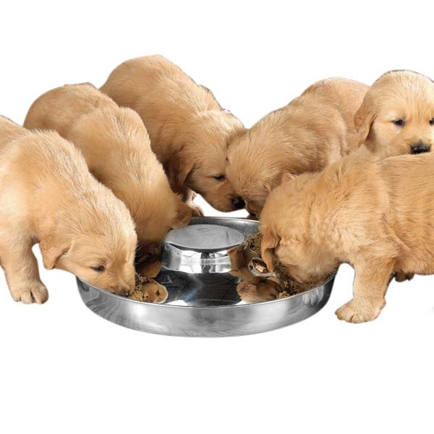 ProSelect Stainless Steel Puppy Dish – Raised Center Feeding Bowl, 14.5"