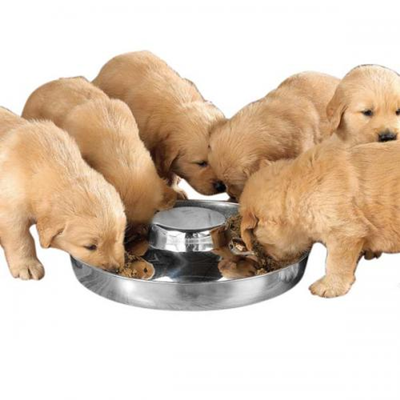 ProSelect Stainless Steel Puppy Dish – 11 Inch Raised Feeding Bowl