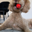 Natural Rubber Football Oral Care Top, Small Dogs, Red