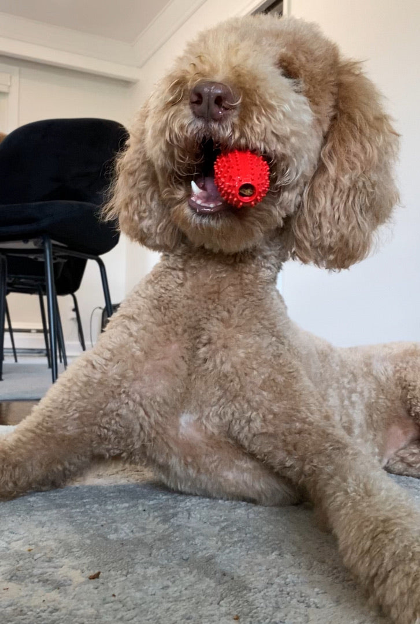 Natural Rubber Football Oral Care Top, Small Dogs, Red