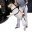 Total Pet Health Lift & Go Dog Lead - Small Red Mobility Harness