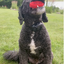 Natural Rubber Football Oral Care Top, Small Dogs, Red