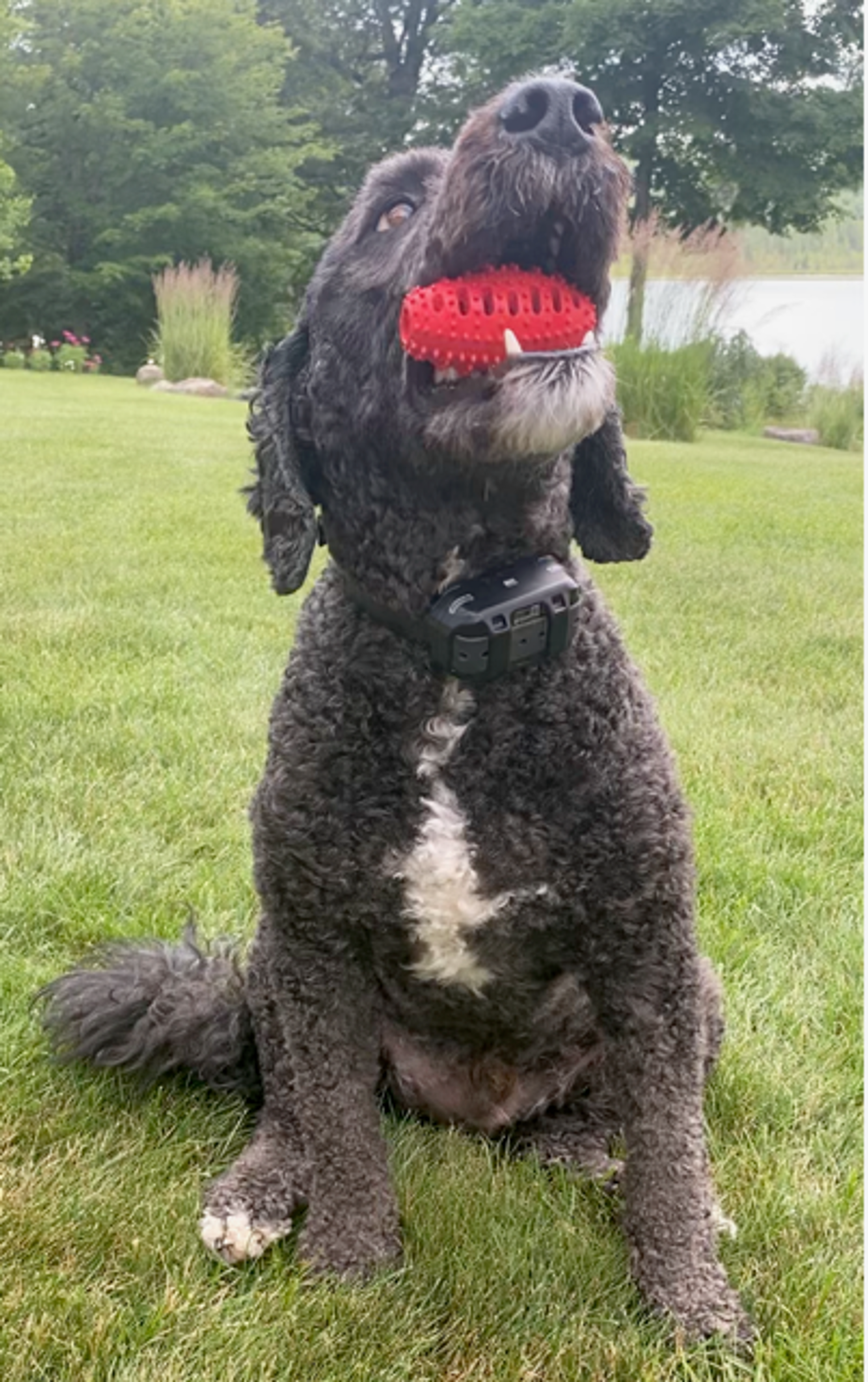 Natural Rubber Football Oral Care Top, Small Dogs, Red