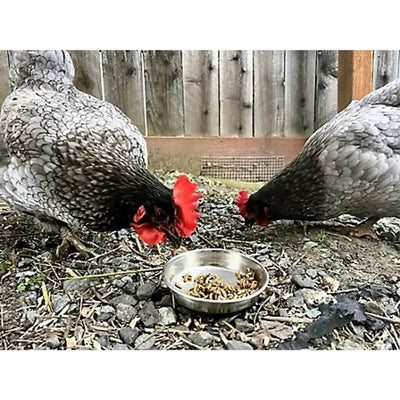 ProGrub Dried Black Soldier Fly Larvae – High Calcium - Select a Size