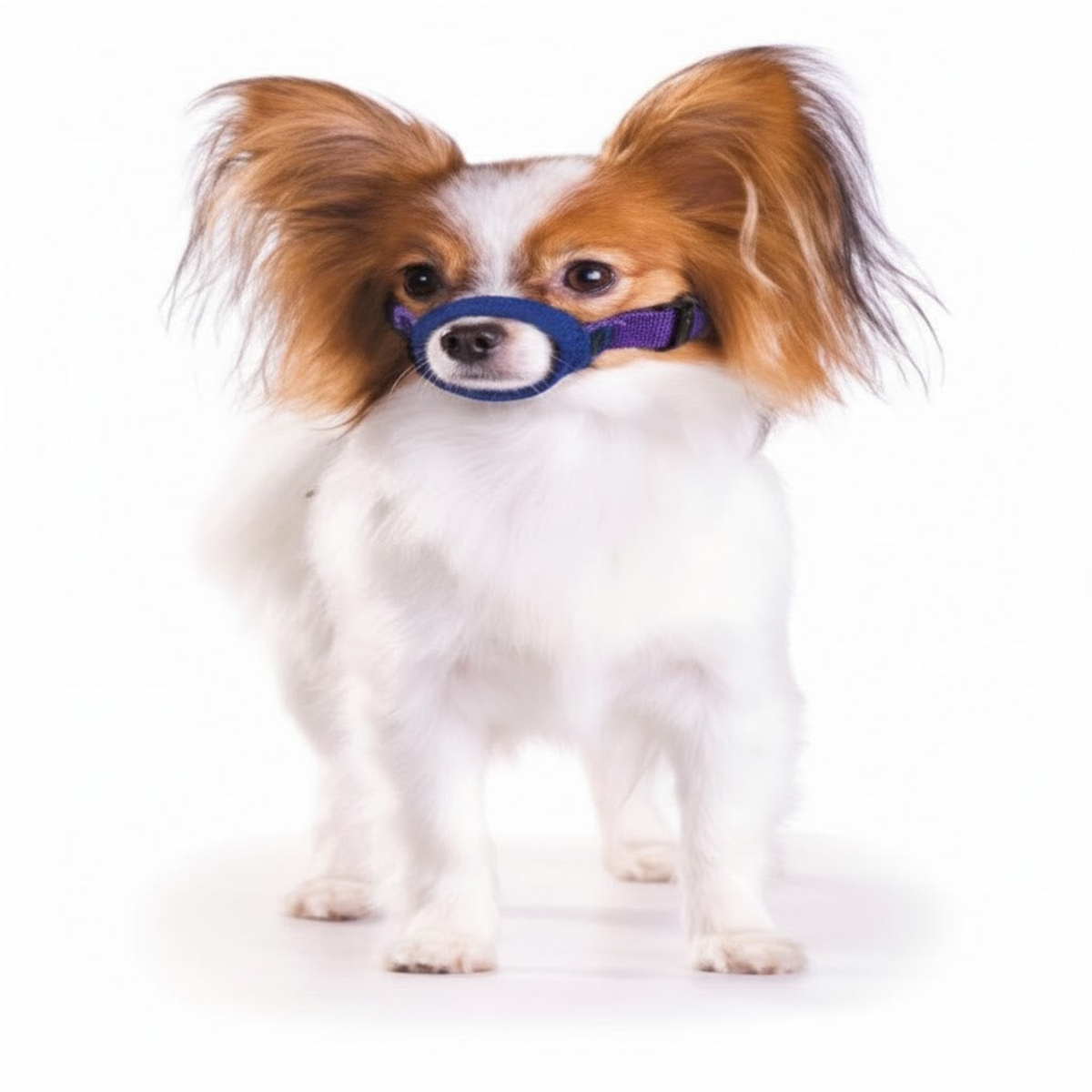Color-Coded Strap Quick Muzzle for Dogs, Medium, Blue