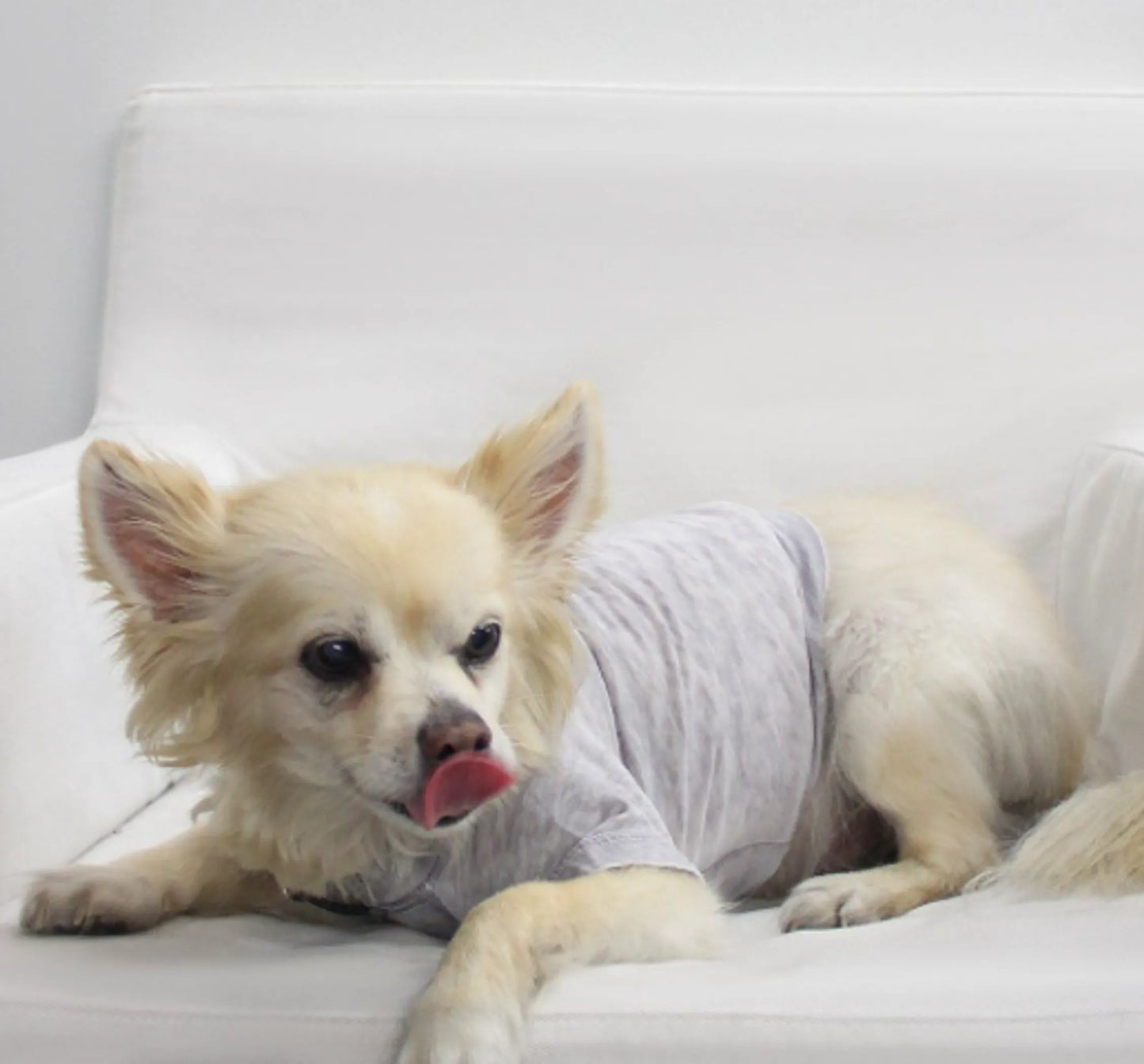 Doggy Hoodie, Choose Size and Color