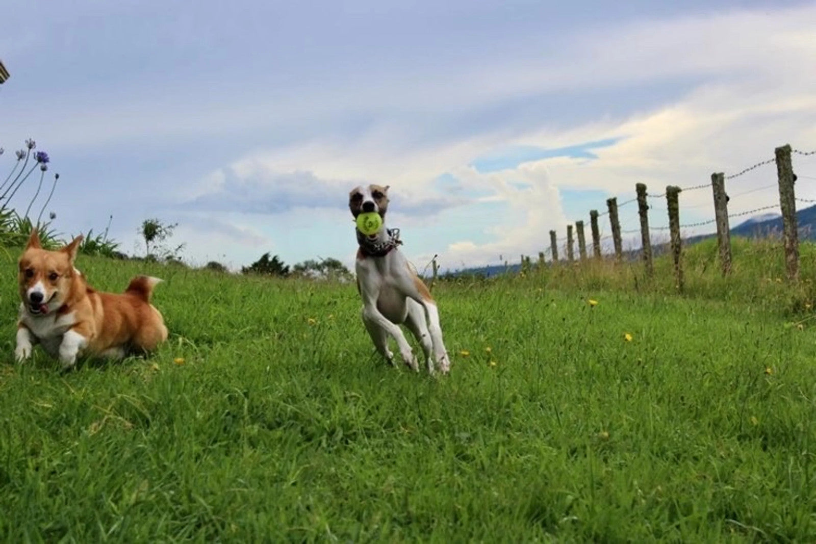 Fetch & Glow Ball