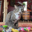 Smokey's Stash Organic Catnip Og Puss Pop Top
