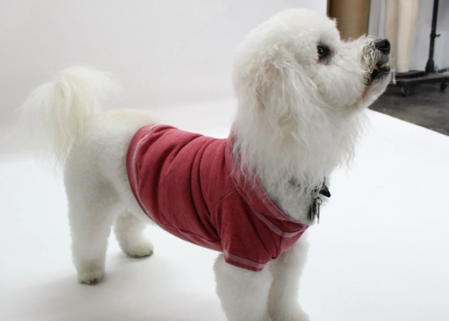 Doggy Tee, Medium, Plum