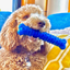 Natural Rubber Bone Toothbrush Toy, Medium/Large Dogs, Blue