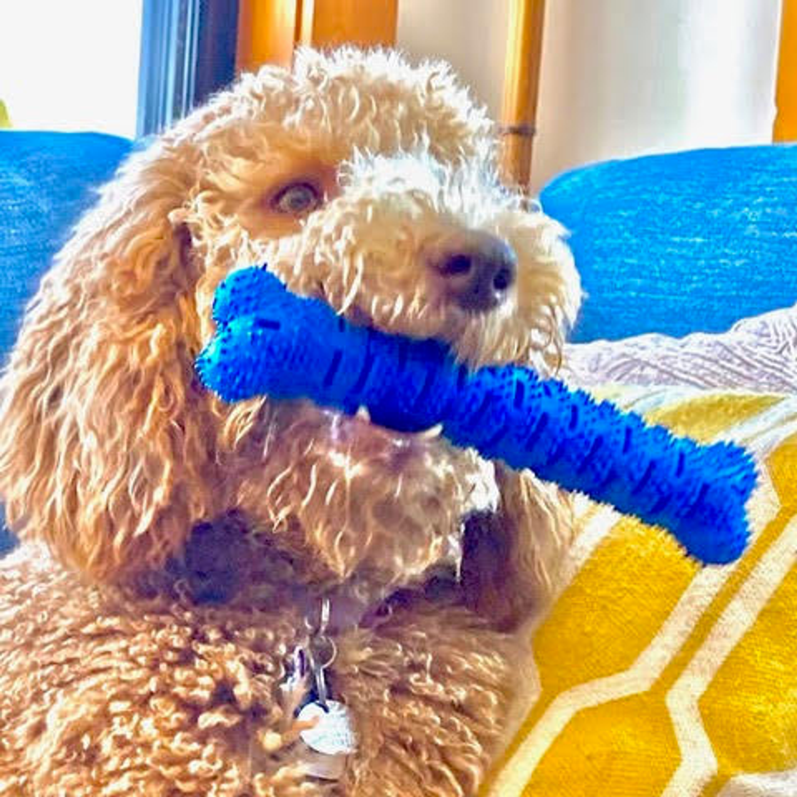 Natural Rubber Bone Toothbrush Toy, Medium/Large Dogs, Blue