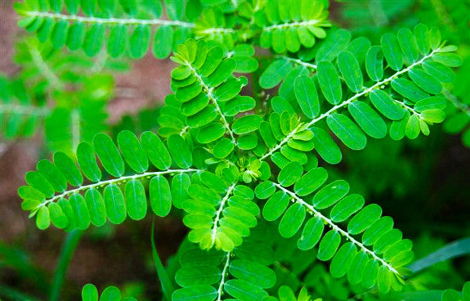 Urinary Tract Infection Starter Pk , Cat Caps