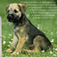 BarkLogic Sensitive Skin Leave In Conditioning & Detangling Spray, Tangerine