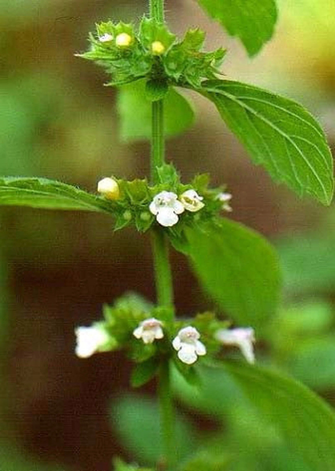 Travel Well - Stress, Relaxation/Calming Stress, Cat, CAT150