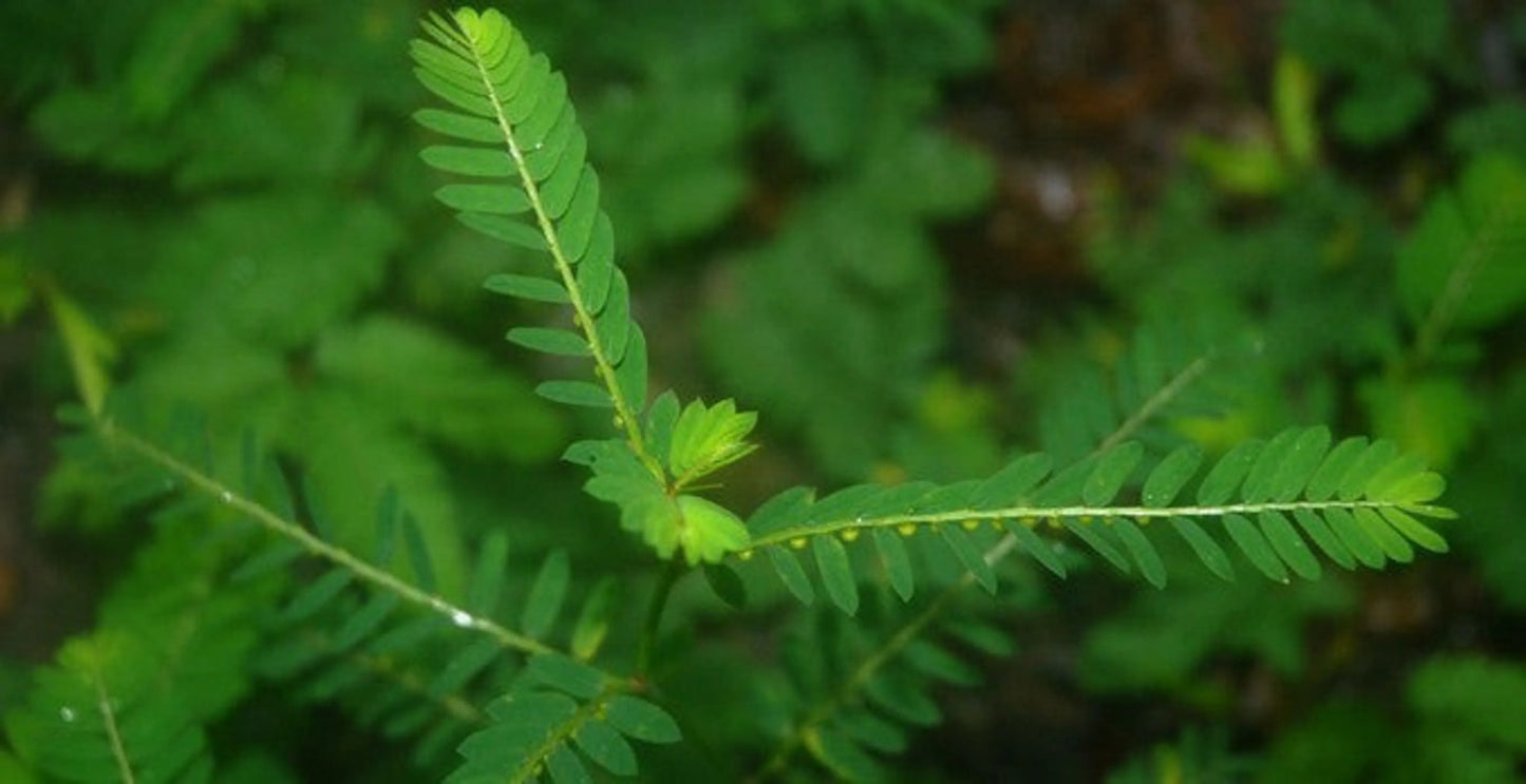 Stix And Stonessules Kidney, Urinary Infection & Stone, CAT, 250 mg 90 cap