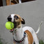 Fetch & Glow Ball