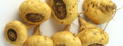 Yellow Maca Complete Protein & Cognitive & Glandular, 4 oz.
