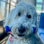 Natural Rubber Bone Toothbrush Toy, Medium/Large Dogs, Blue