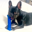 Natural Rubber Bone Toothbrush Toy, Medium/Large Dogs, Blue
