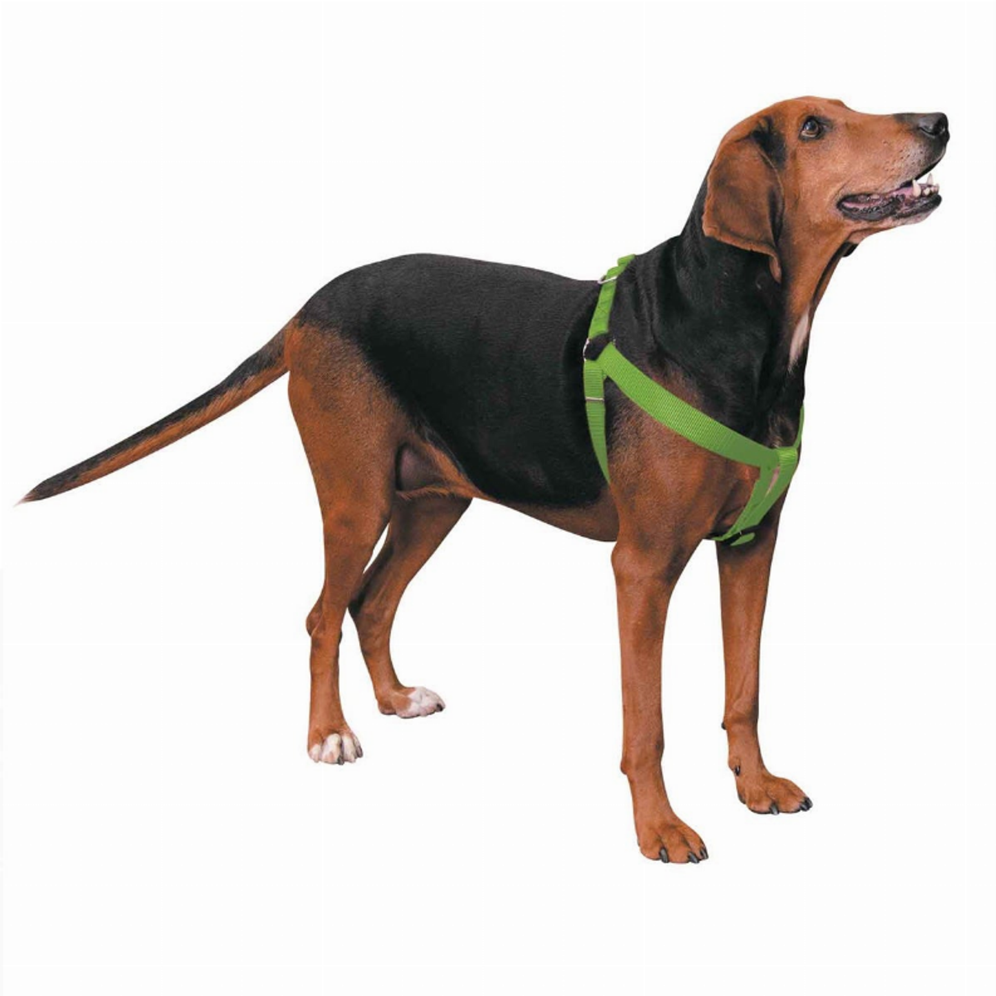 CC Nylon 2 Step Harness - Color/Size Choice