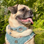 Urban Dog Stars Apple AirTag Dog Collar – Choose Size/Color