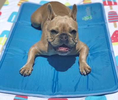 The Green Pet Shop Cool Pet Pad – Pressure-Activated Cooling Mat, XL