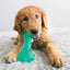 KONG Squeezz Dental Bone Dog Chew Toy | TPR Rubber Teeth Cleaning Toy