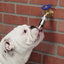 Cool Pup Faucet Waterer – Outdoor Self-Serve Dog Hydration System