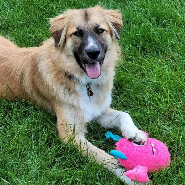Zanies Rock Monsters Dog Toy - Select a Color