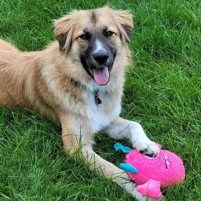 Zanies Rock Monsters Dog Toy - Select a Color