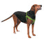 Casual Canine Nylon 2 Step Harness - Size/Color