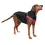 Casual Canine Nylon 2 Step Harness - Size/Color