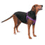 Casual Canine Nylon 2 Step Harness - Size/Color