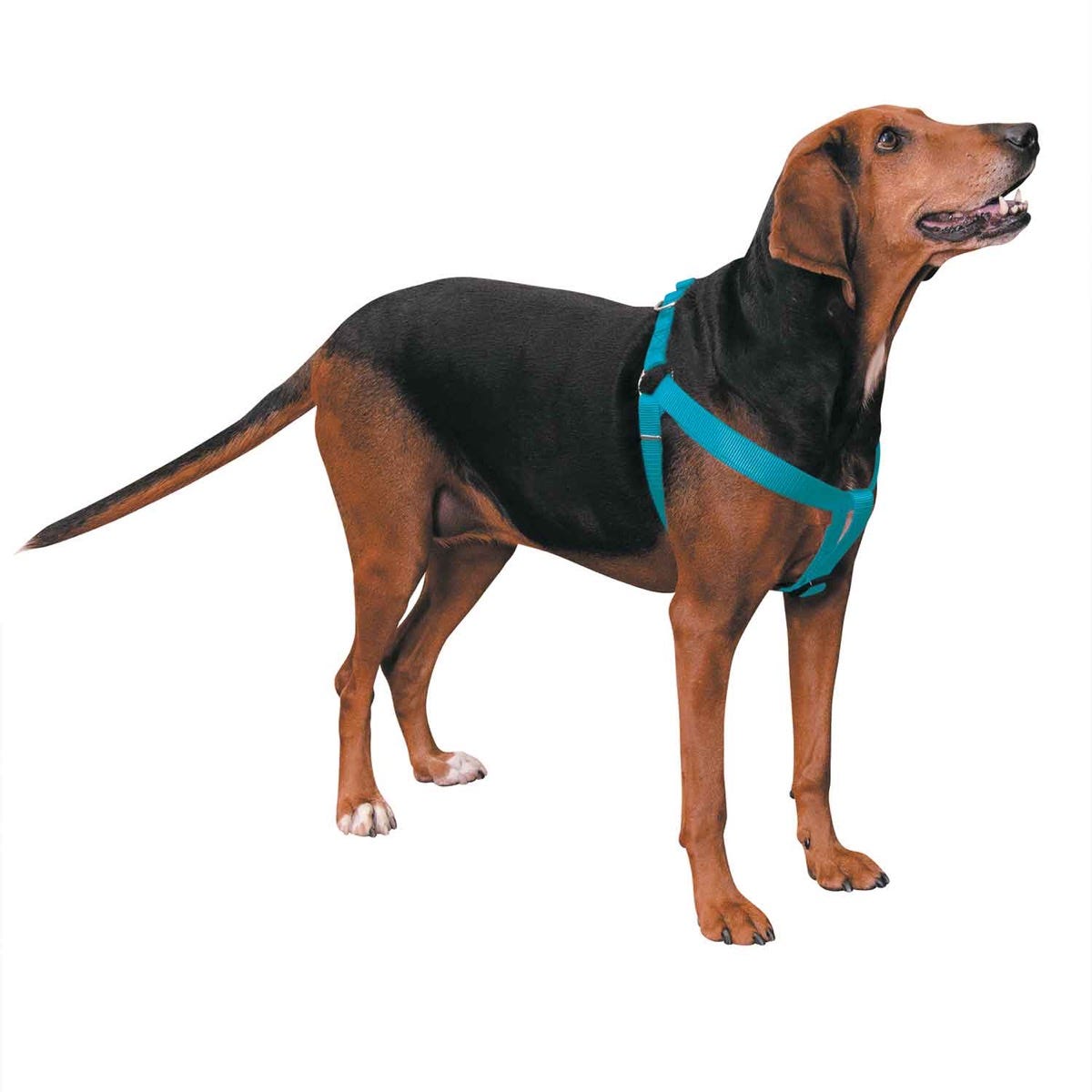 Casual Canine Nylon 2 Step Harness - Size/Color