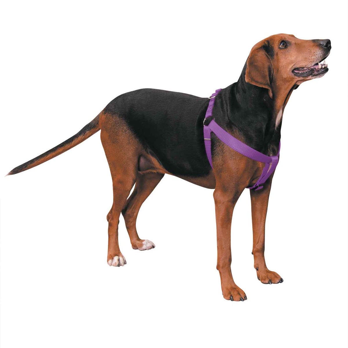 casual canine nylon 2 step harness 25 40in purple