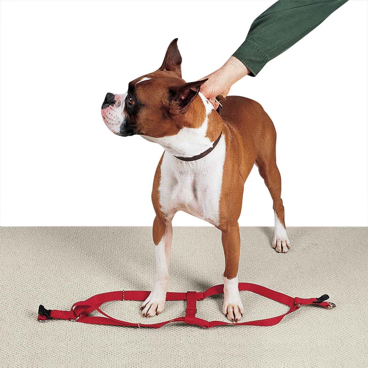 casual canine nylon 2 step harness 25 40in red