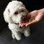 Houndations Training Treats for Small Dogs and Puppies 4 oz - Choice a Flavor